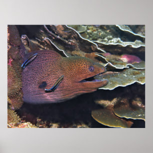 Poster Joyeux nettoyage de Moray