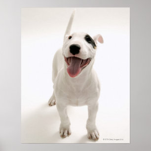 Poster Joyful Bull terrier