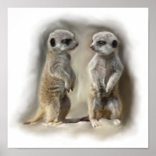 Poster Jumeaux de bébé de Meerkat