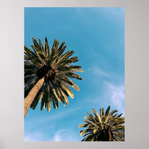 Poster Jumelez les palmiers sous le ciel bleu en journée