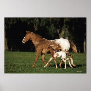 Poster Jument et poulain d'Appaloosa