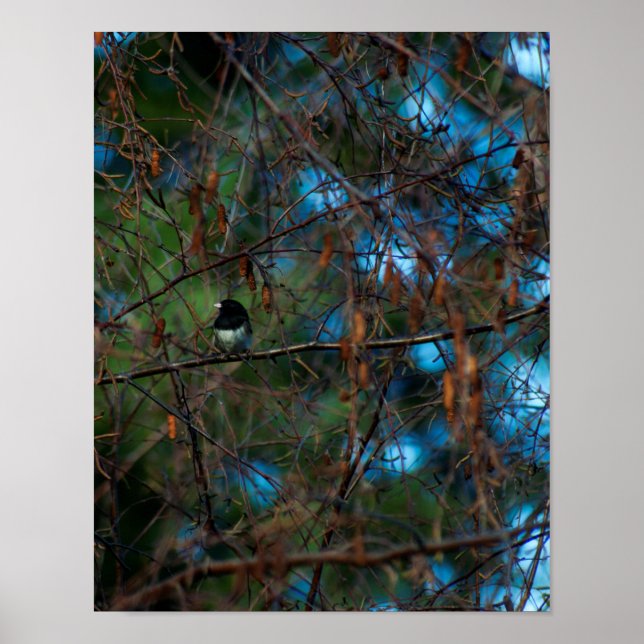 Poster Junco (Devant)