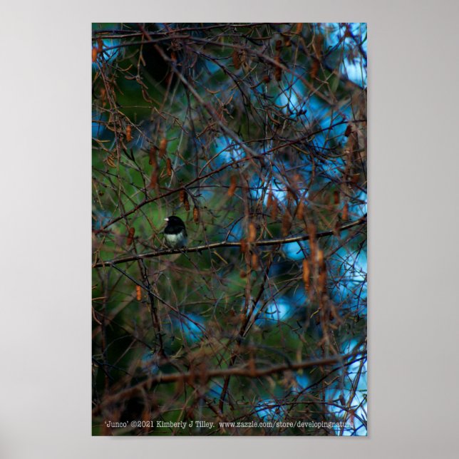 Poster Junco (Devant)