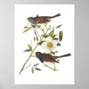 Poster Junco aux yeux foncés par Audubon