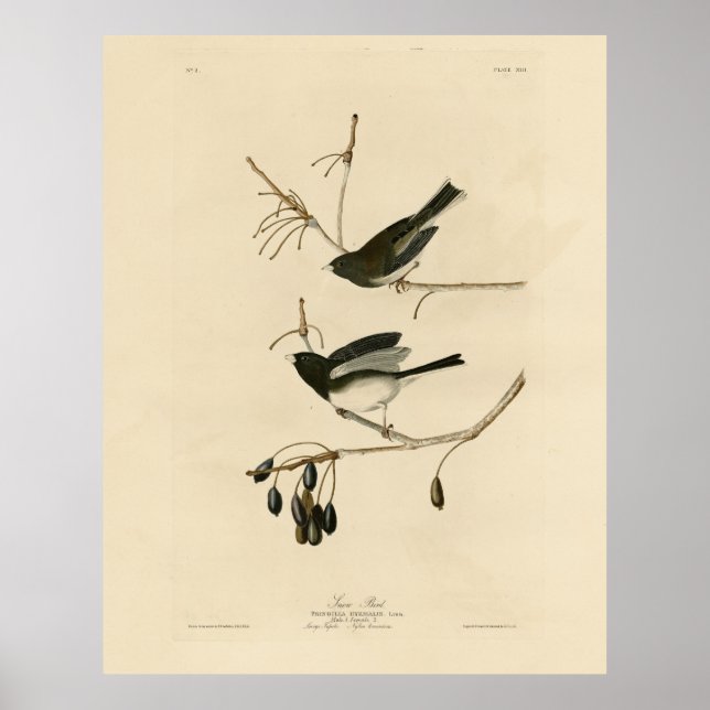 Poster Junco aux yeux sombres - Audubon's Birds of Americ (Devant)