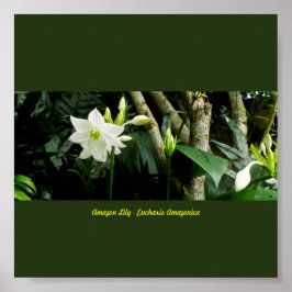 Poster Jungle Amazonie Lily - Eucharis Amazonica