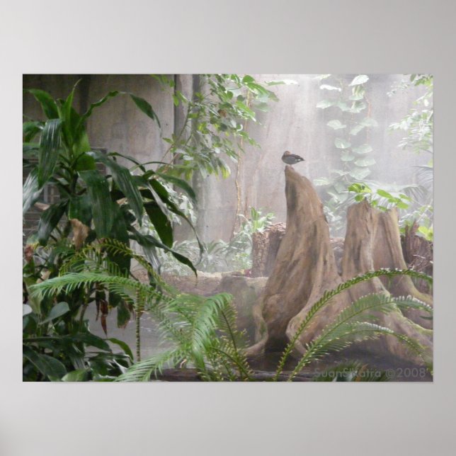 Poster Jungle Duck (Devant)