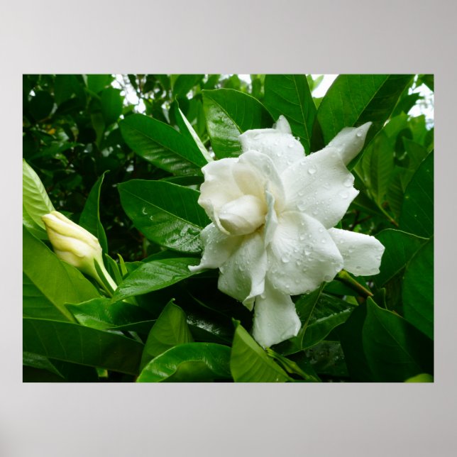 Poster Jungle Gardenia (Devant)