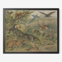Jungle Jaguar et amis des animaux