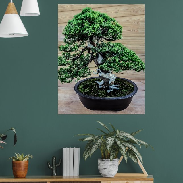 Poster Junier chinois Bonsai Tree (Salon 1)