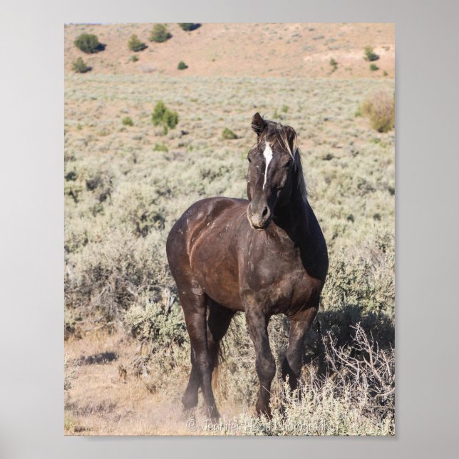 Poster Juniper (Devant)