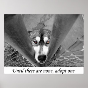 Poster Jusqu'à ce qu'il n'y en ait pas, en adopter un