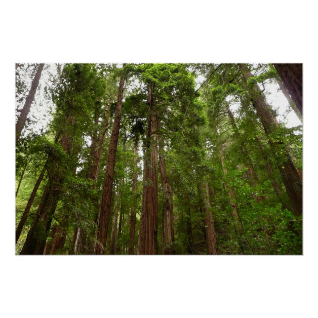Poster Jusqu'à Redwoods I au monument national de Muir Wo (Devant)