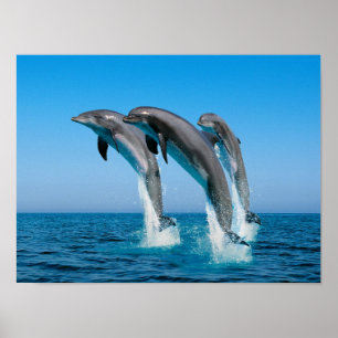 Poster Jusqu'aux dauphins