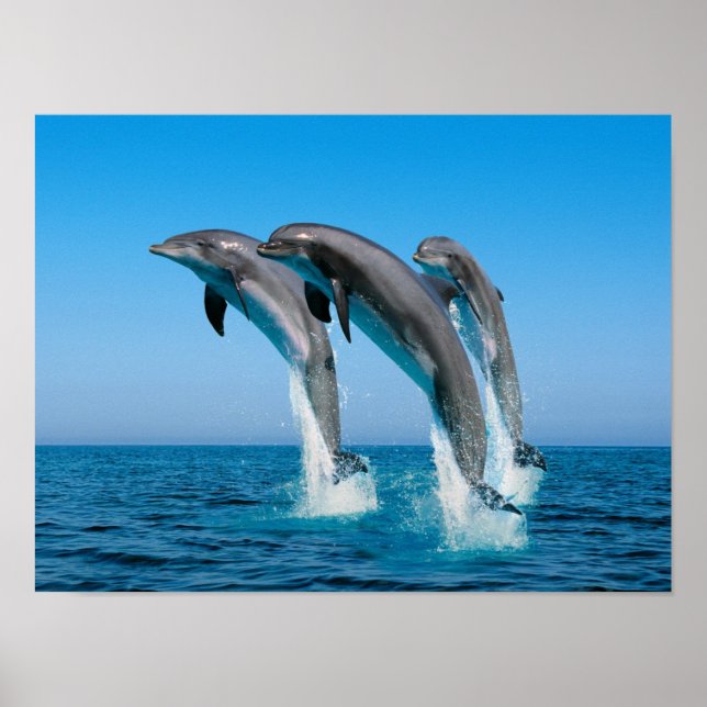 Poster Jusqu'aux dauphins (Devant)