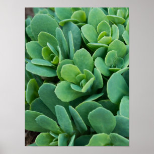 Poster Just Sedum