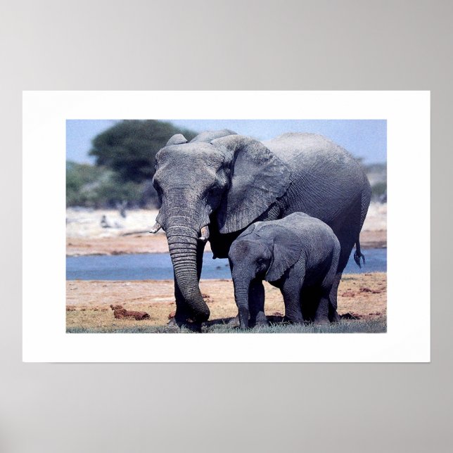 POSTER JUSTE DES ÉLÉPHANTS (Devant)