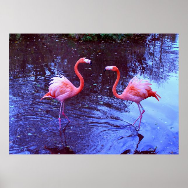 Poster Juste deux flamants (Devant)