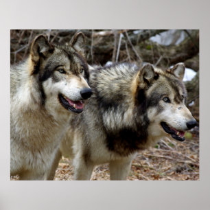 Poster Juste quelques loups