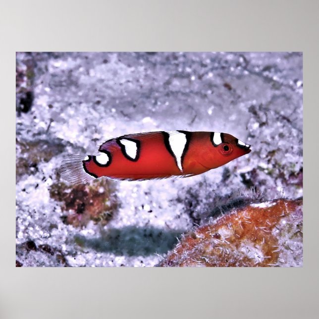 Poster Juvenile Red Coris Wrasse (Devant)