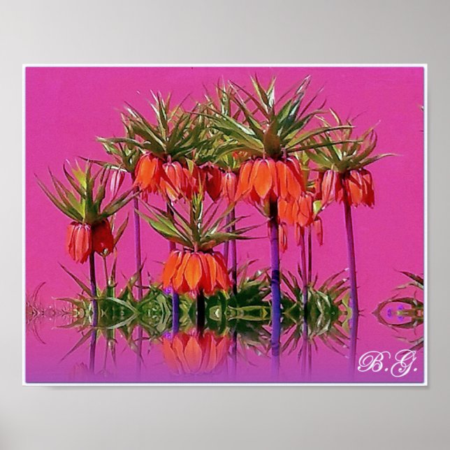 Poster Kaiserkrone/Fritillaria imperialis (Devant)