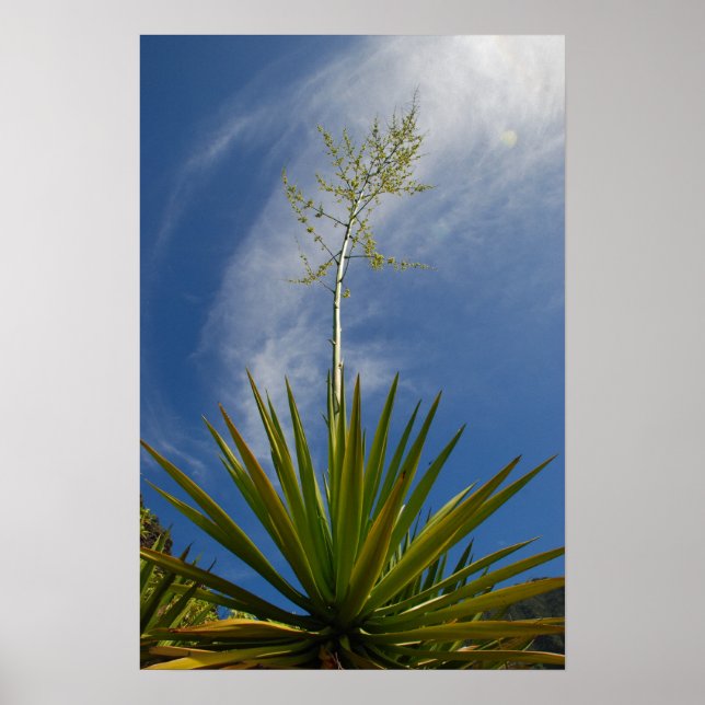 Poster Kalalau Cactus toile Imprimer (Devant)