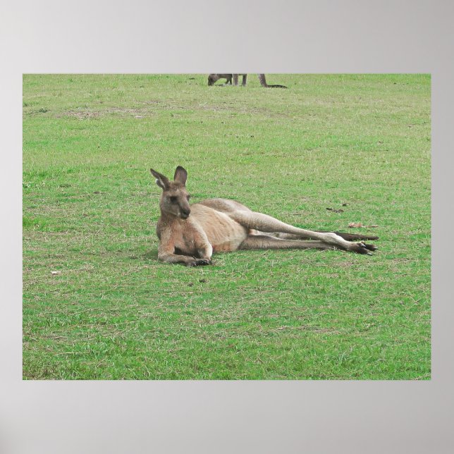 Poster Kangaroo (Devant)