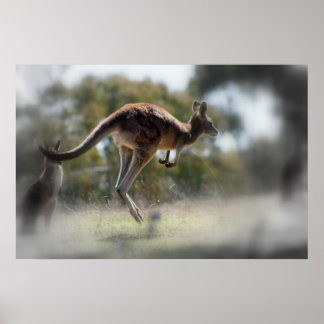Poster Kangaroo