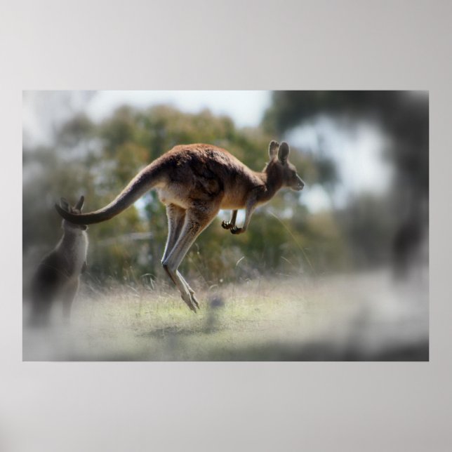 Poster Kangaroo (Devant)