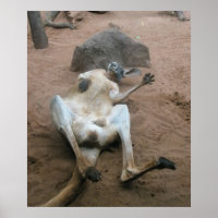 Kangaroo