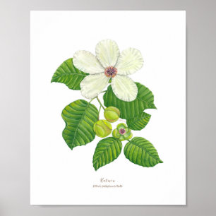 Poster Katmon (Dillenia philippinensis) Ph Fleurs foresti