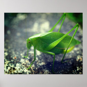 Poster Katydid Grasshopper Insect Close