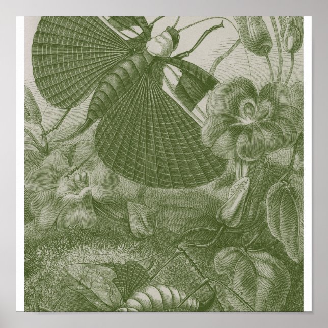 Poster Katydids (Devant)