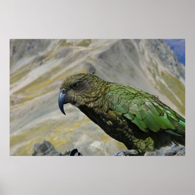 Poster Kea (Devant)