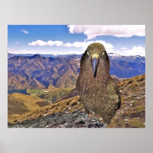 Poster Kea endormi (Devant)