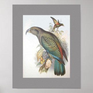 Poster Kea (petit seulement)