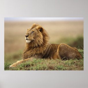 Poster Kenya, Masai Mara   Lion mâle