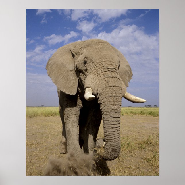 Poster Kenya : Parc national d'Amboseli, éléphant mâle (Devant)