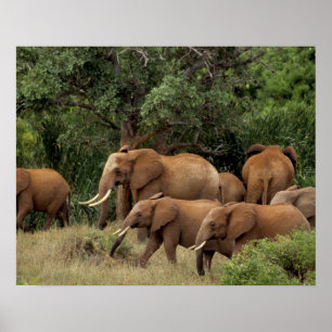 Poster Kenya : parc national de Tsavo Est, troupeau d'élé