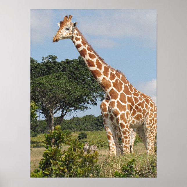 Poster KENYA Towers Giraffe (Devant)