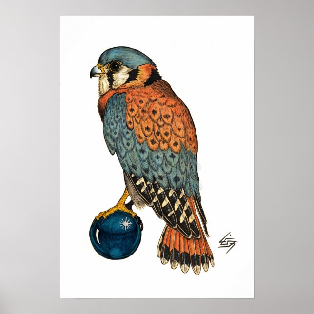 Poster Kestrel américain (Devant)