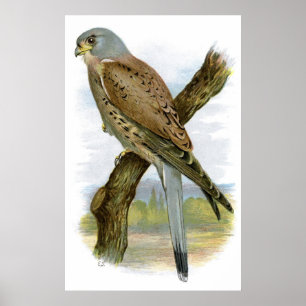 Poster Kestrel commun - Falco tinnunculus