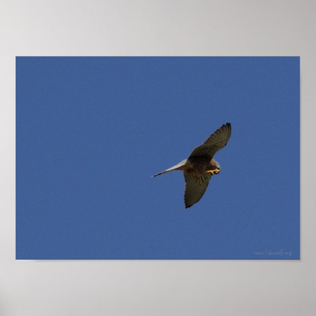 Poster Kestrel, Turmfalke, falco tinnunculus (Devant)