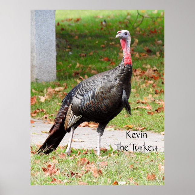 Poster Kevin La Turquie - Vieux Wethersfield, CT (Devant)