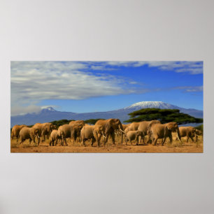 Poster Kilimandjaro Et Éléphants
