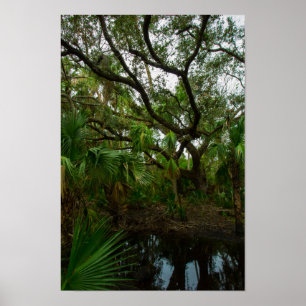 Poster Kilpatrick Hammock, Kissimmee Prairie Preserve, FL