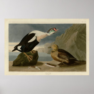 Poster King Duck (roi Eider) Audubon's Birds of America