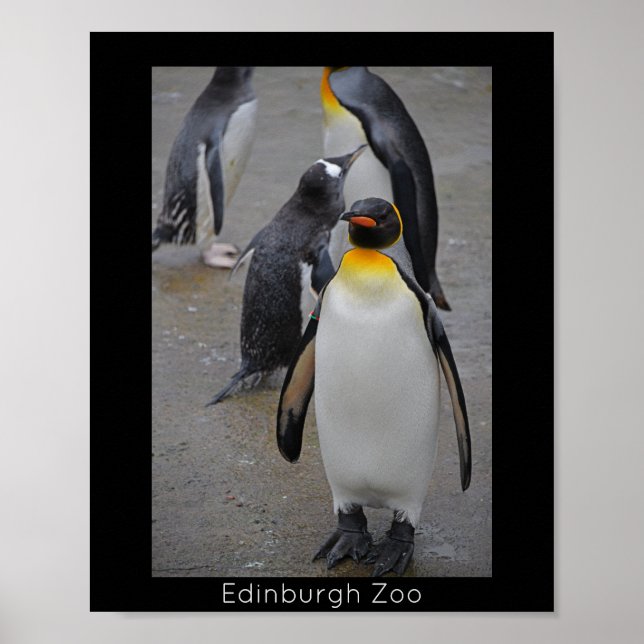 Poster King Penguin & Friends Edinburgh Zoo Écosse (Devant)