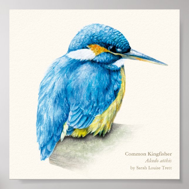 Poster Kingfisher Ornithologie fine art imprimé carré (Devant)