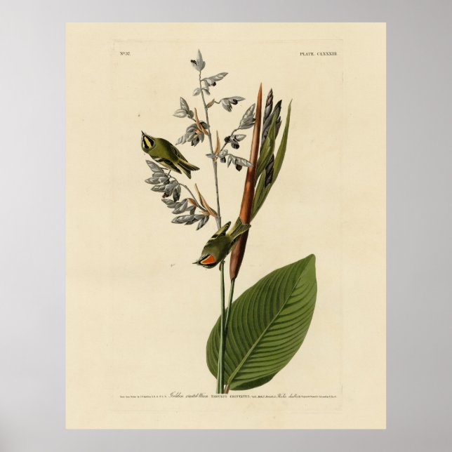 Poster Kinglet couronné d'or, les oiseaux d'Amérique d'Au (Devant)